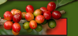 Incasa Coffee Supplier of Wholesale Soluble Coffees for flavoring